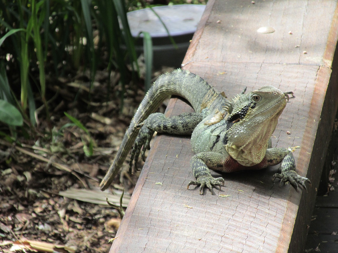 lizard relax forest free photo