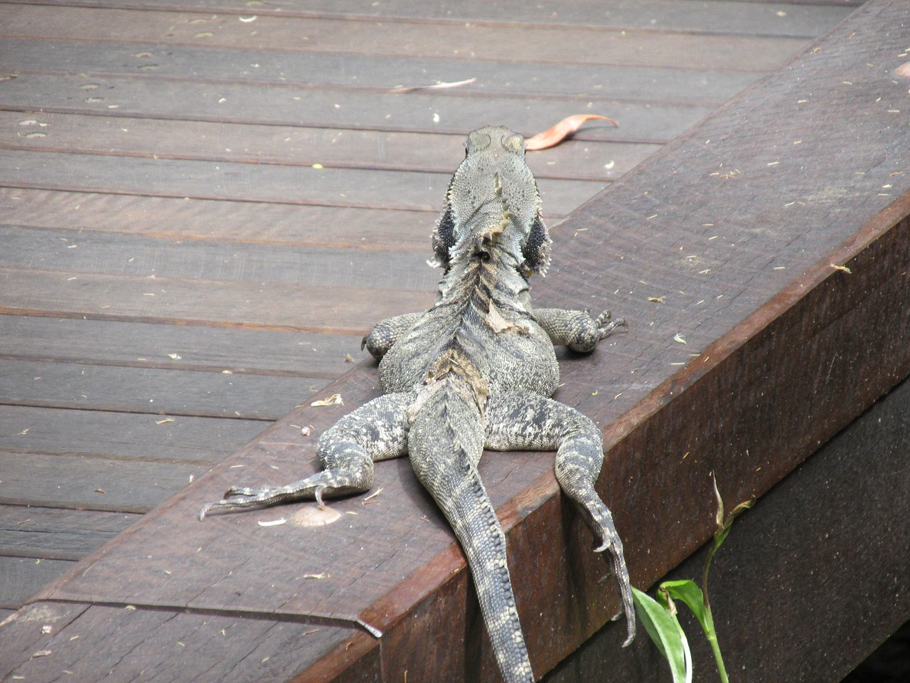 lizard relax forest free photo