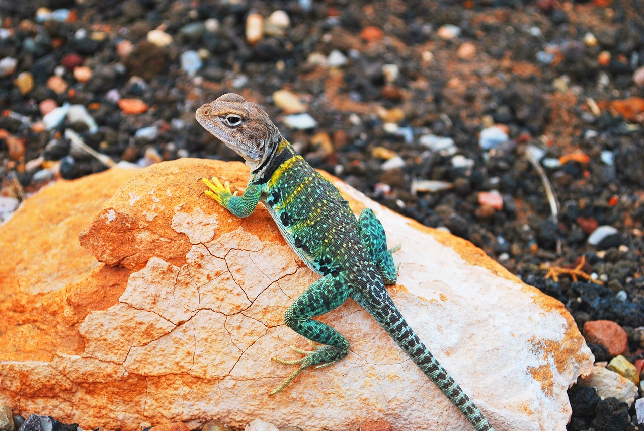 lizard gecko rock free photo