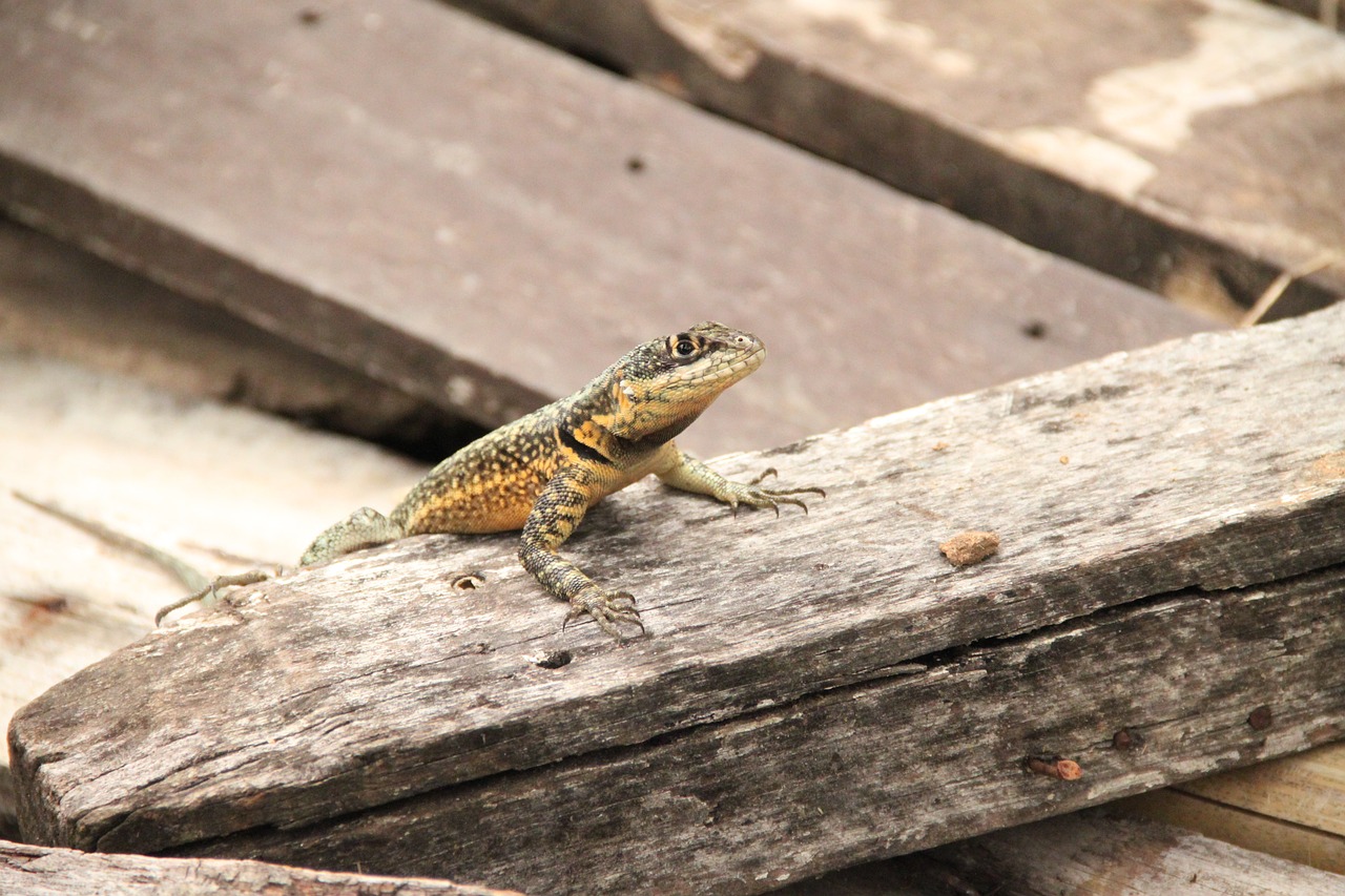 lizard salamander reptile free photo