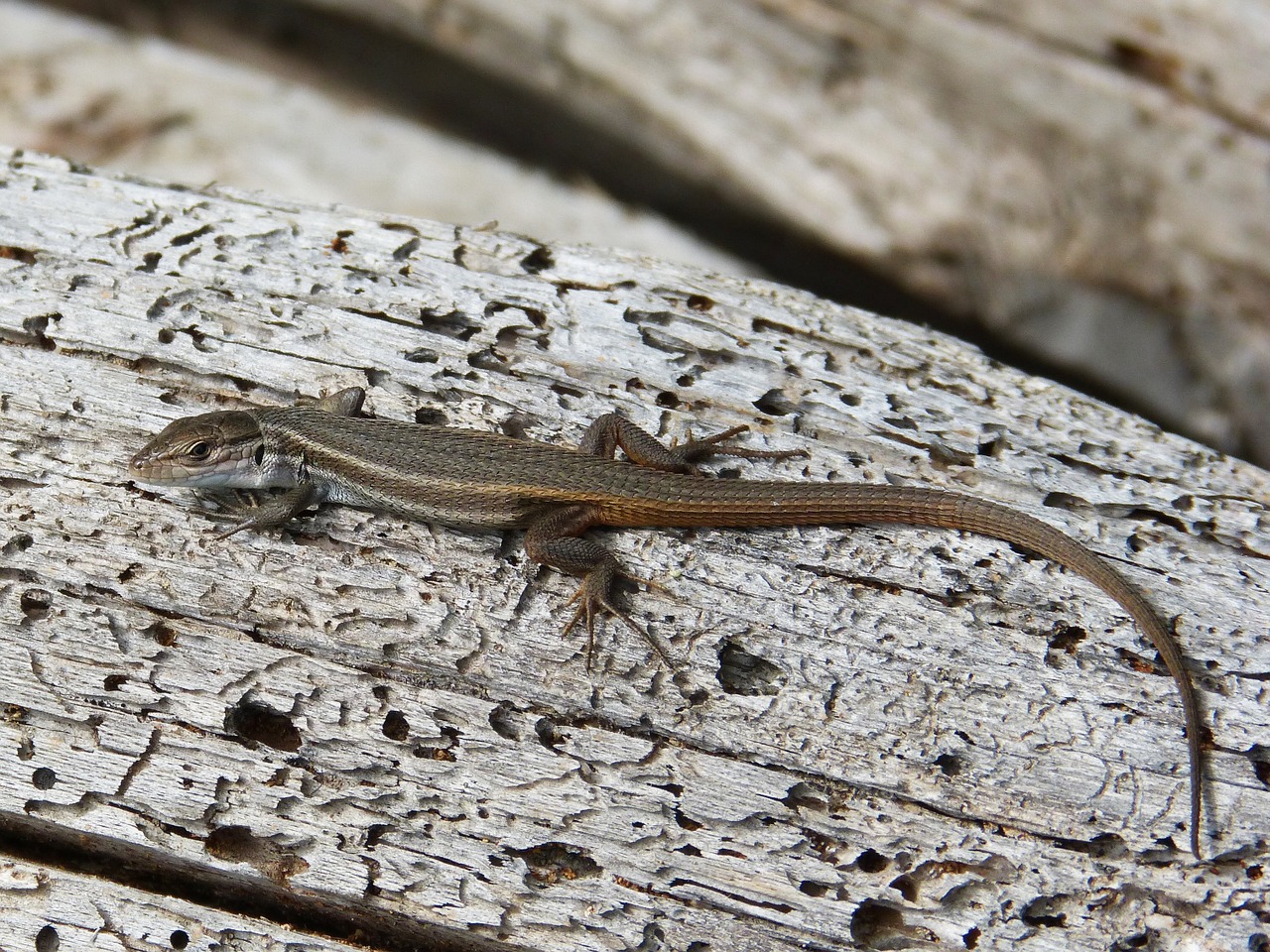 lizard sargantana trunk free photo