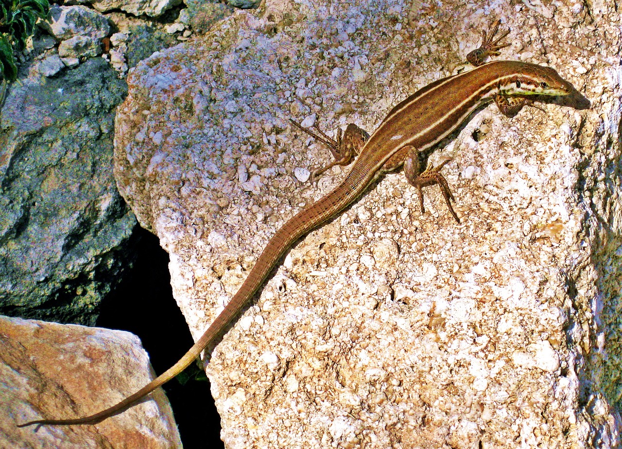 lizard wall lizard reptile free photo