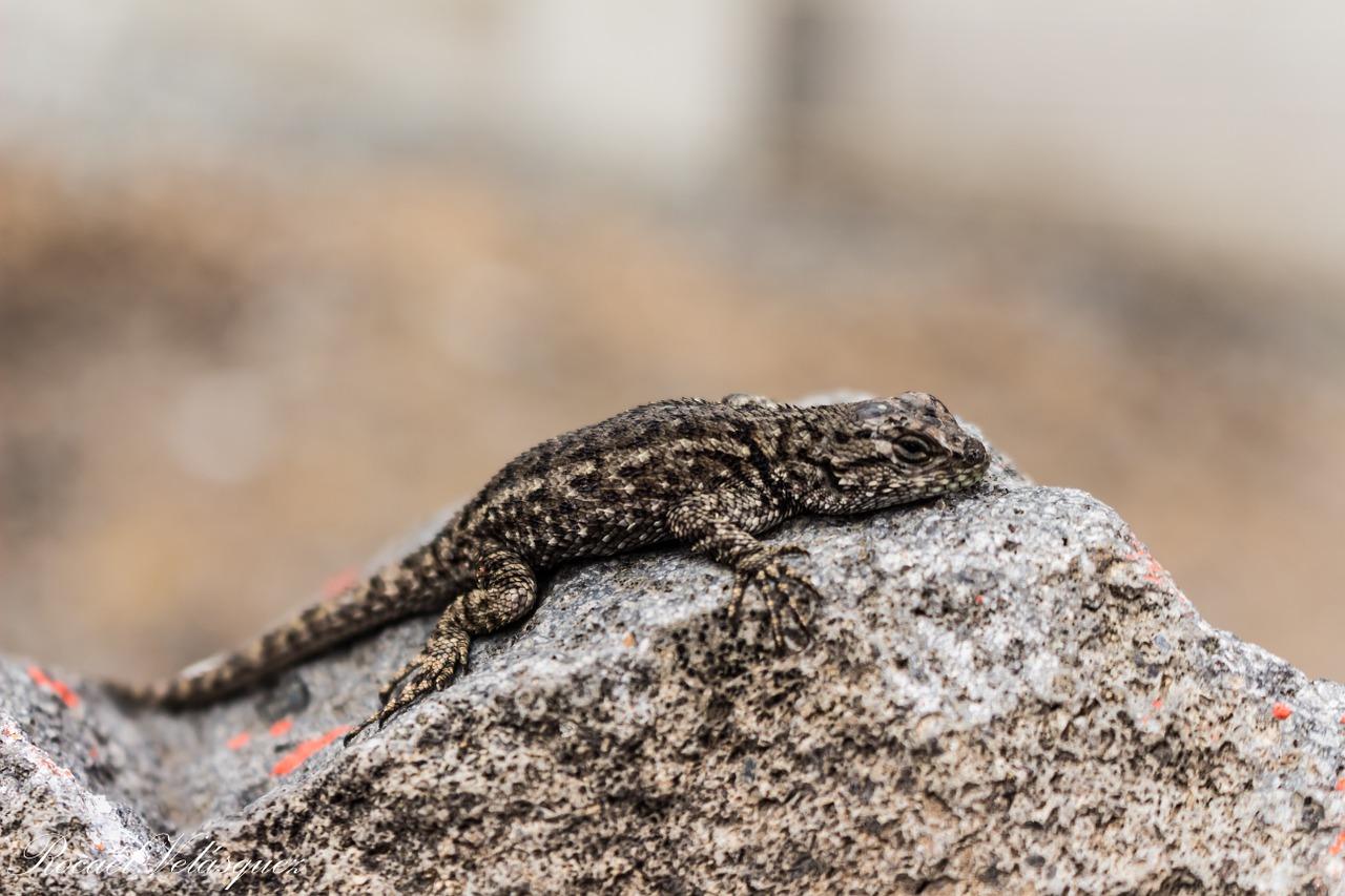 lizard peace beauty free photo