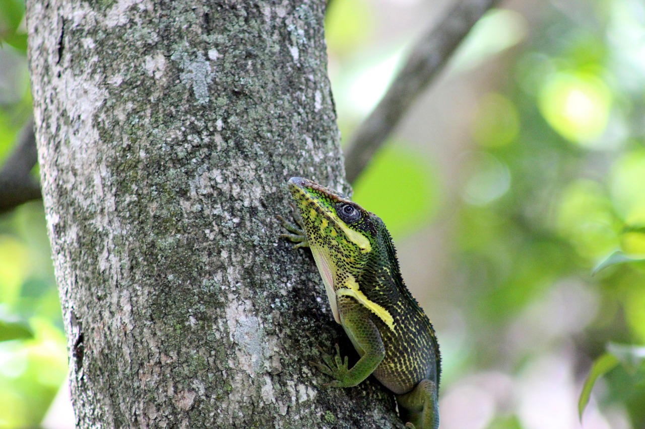 lizard reptile wildlife free photo