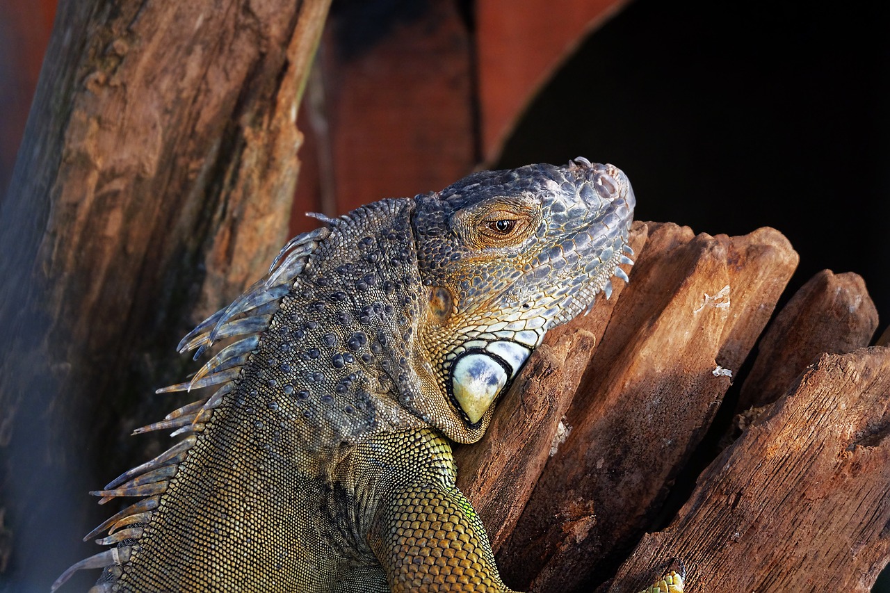 lizard iguana reptile free photo