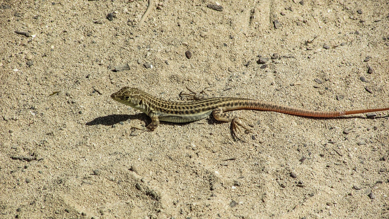 lizard acanthodactylus schreiberi reptile free photo