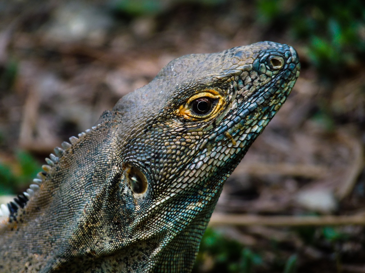 lizard jungle close free photo