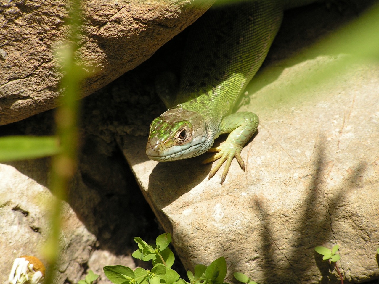 lizard reptile animal free photo