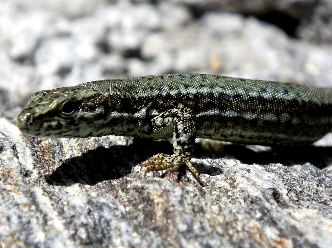 lizard reptile close free photo