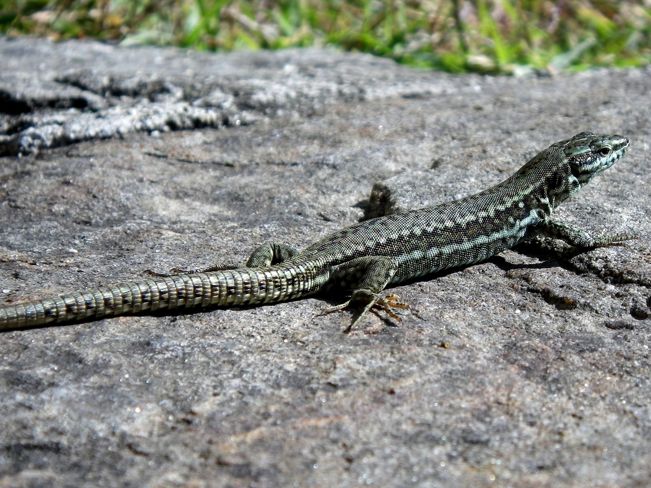 lizard reptile close free photo