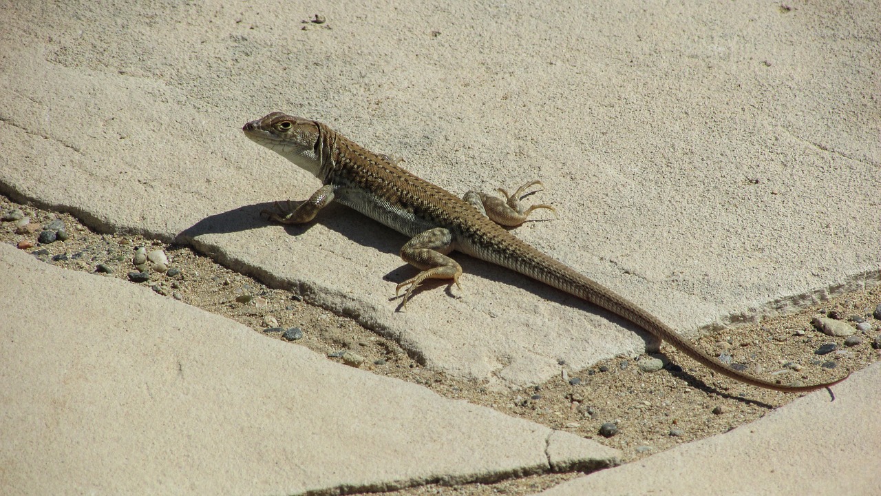 lizard acanthodactylus schreiberi reptile free photo