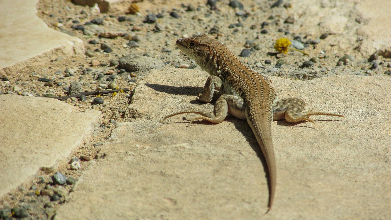lizard acanthodactylus schreiberi reptile free photo