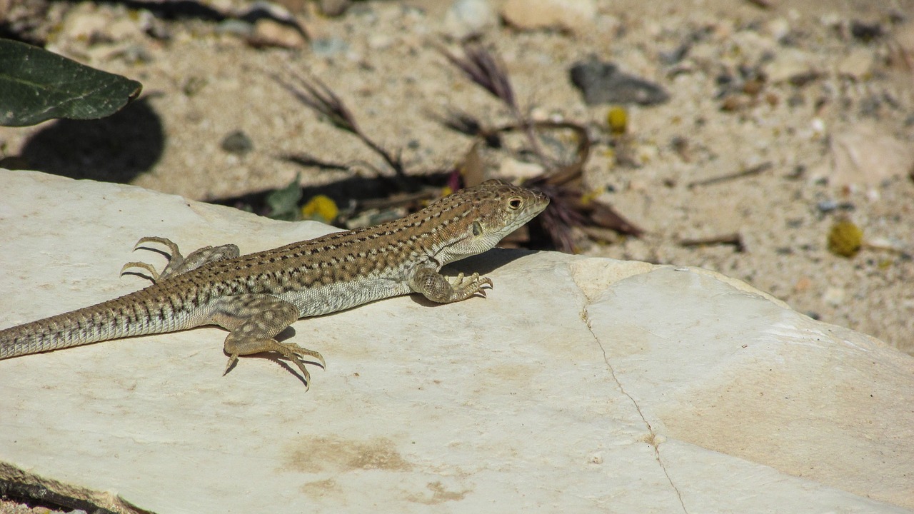 lizard acanthodactylus schreiberi reptile free photo