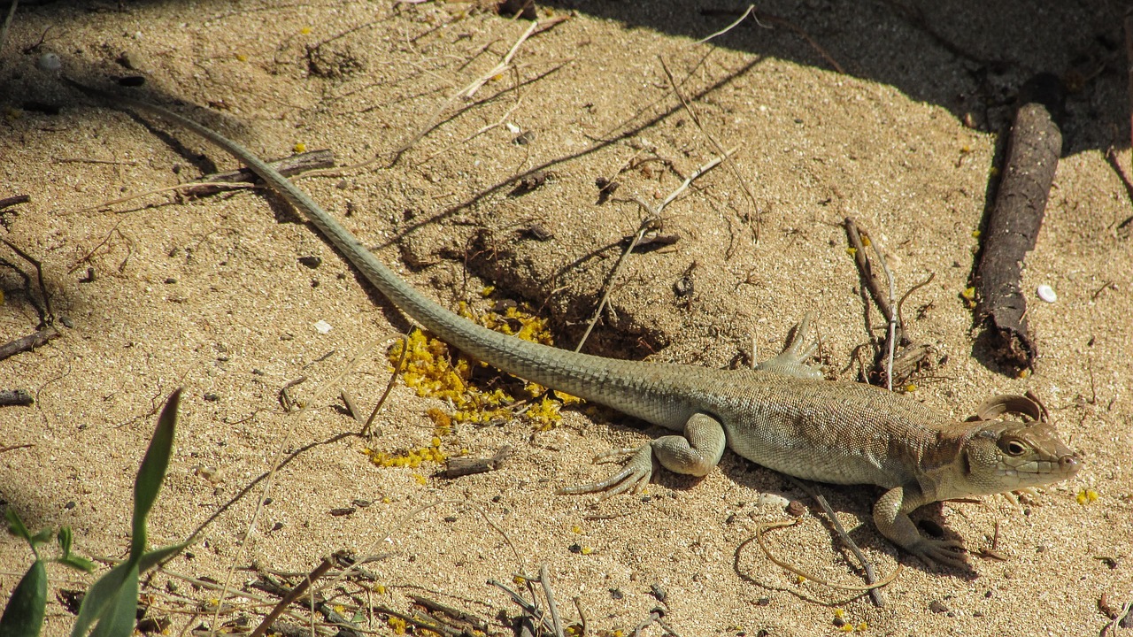 lizard acanthodactylus schreiberi reptile free photo