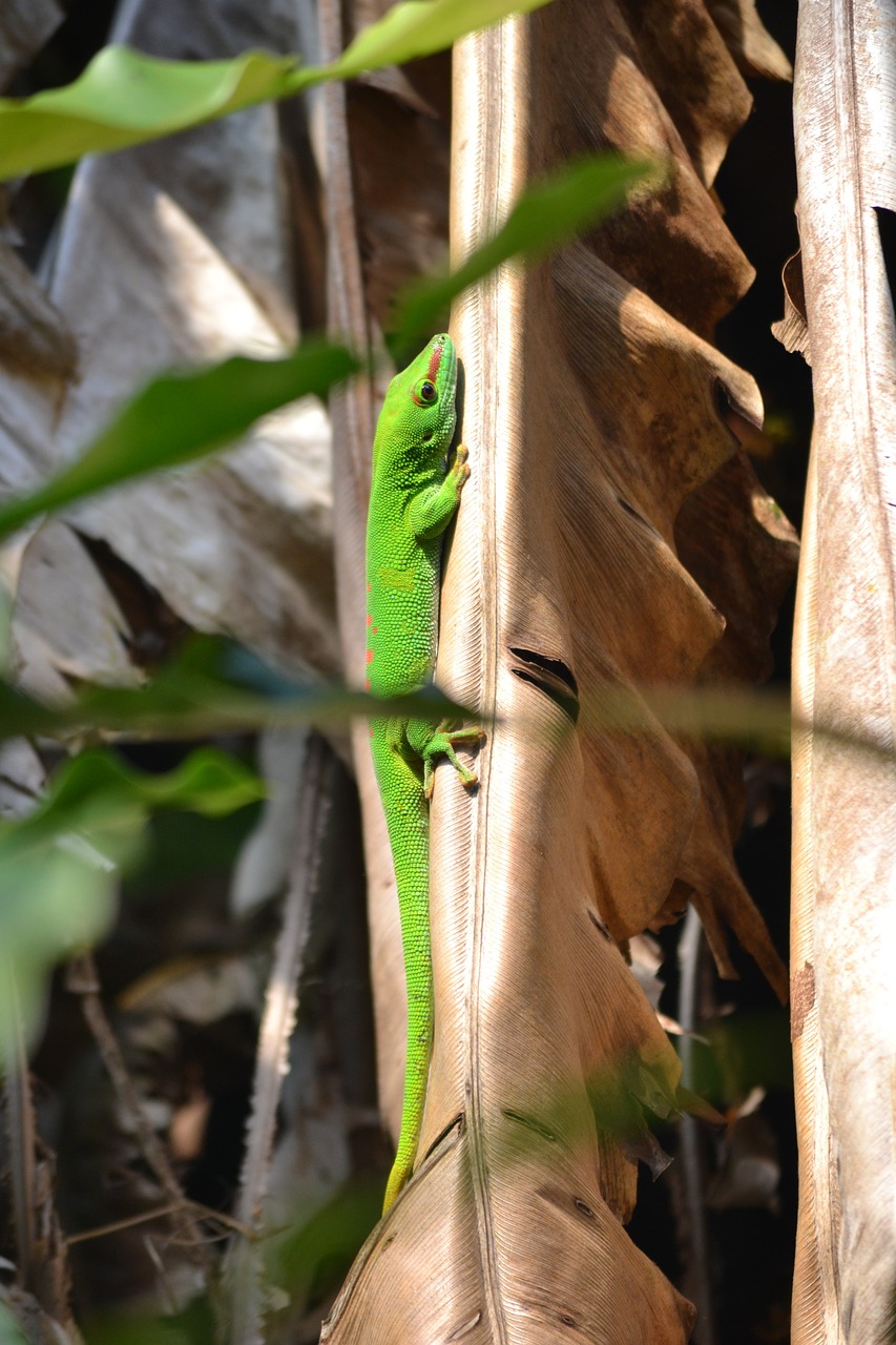 lizard zoo green free photo