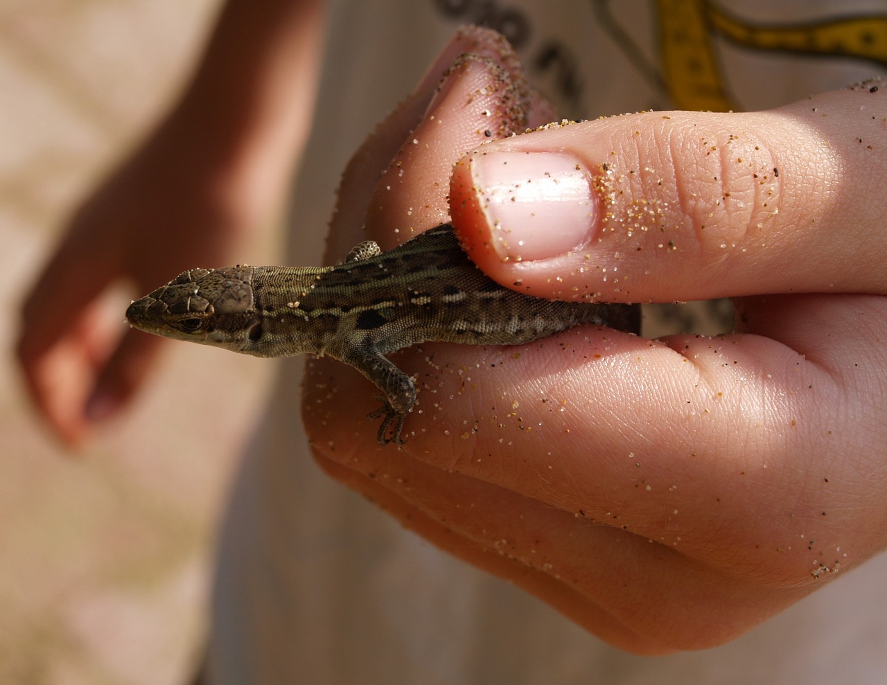 lizard hand reptile free photo