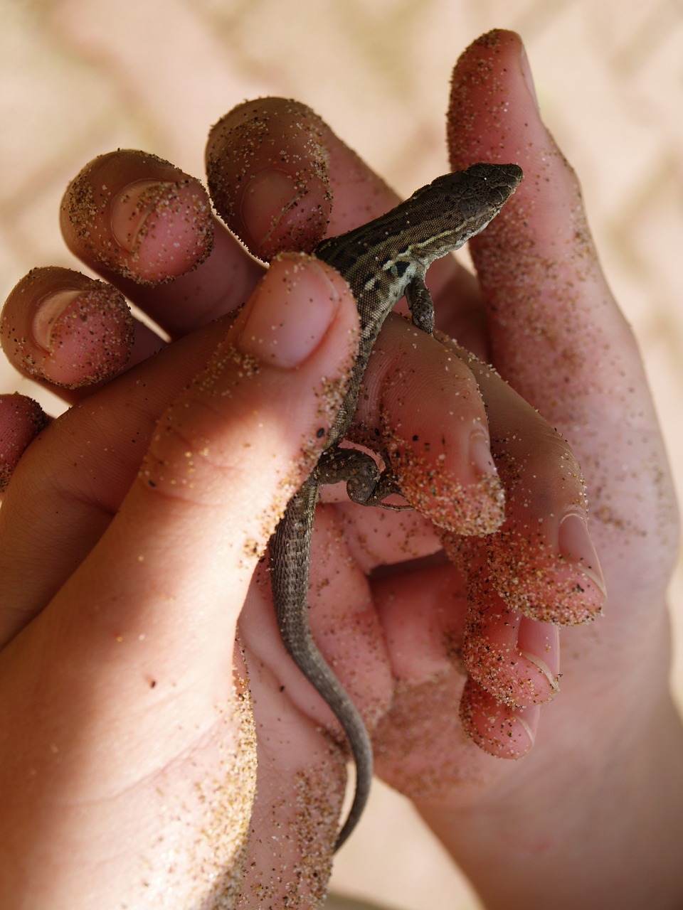 lizard hand reptile free photo