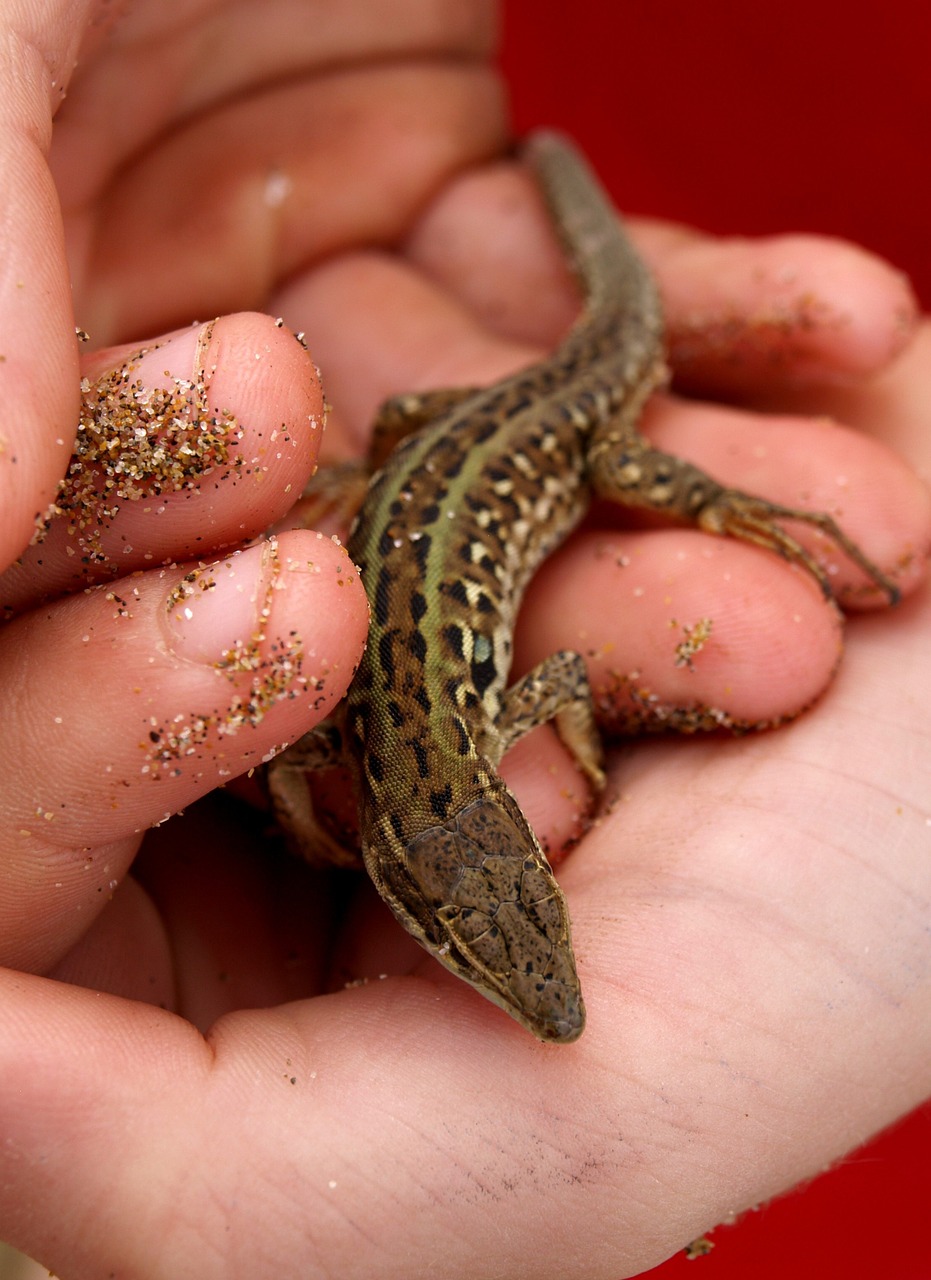 lizard hand reptile free photo