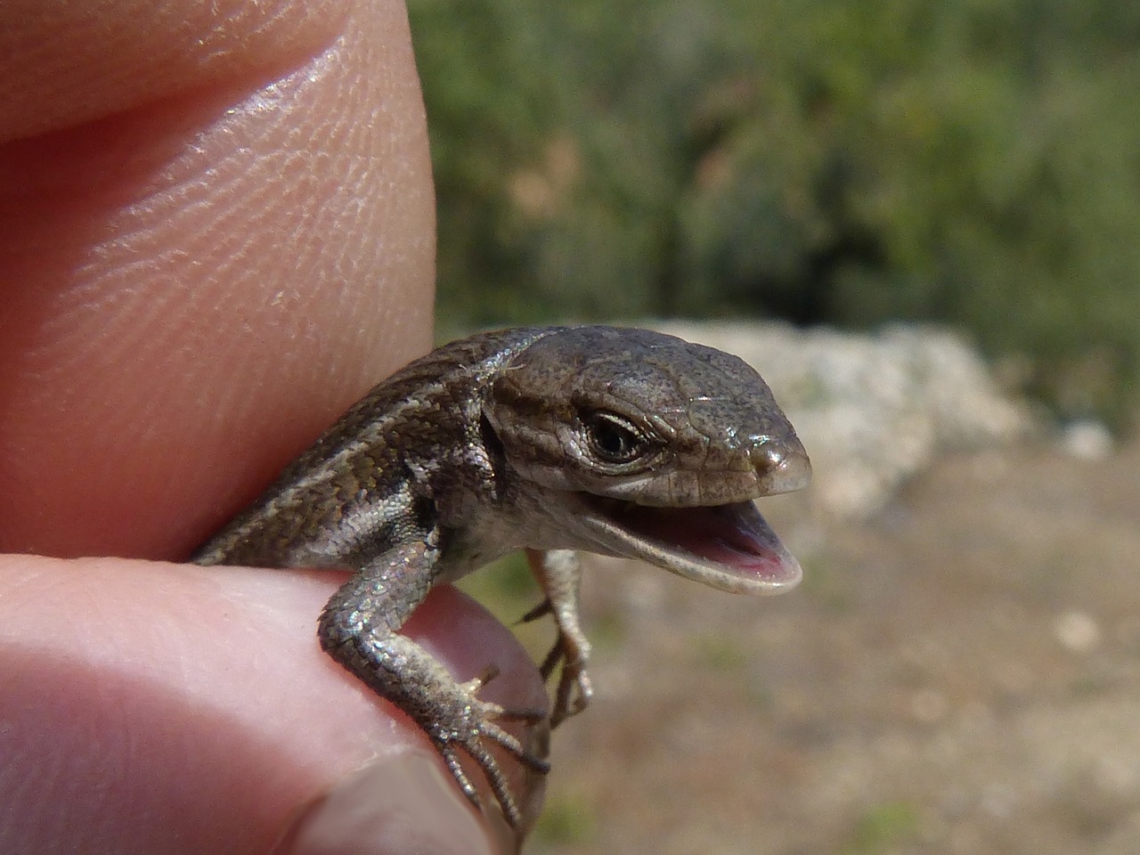 lizard detail scales free photo