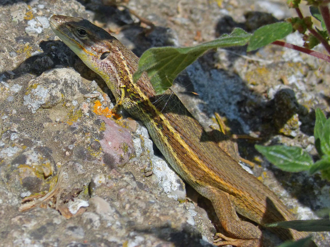 lizard sargantana reptile free photo