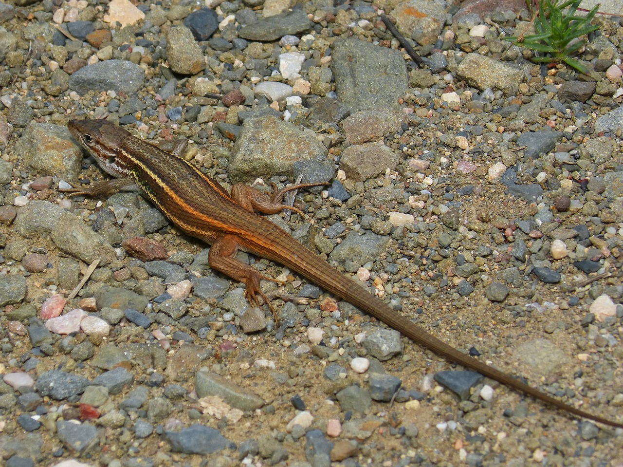 lizard orange color sargantana free photo