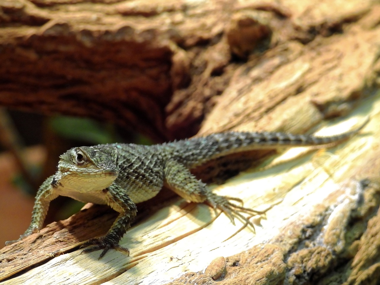 lizard reptile animal free photo