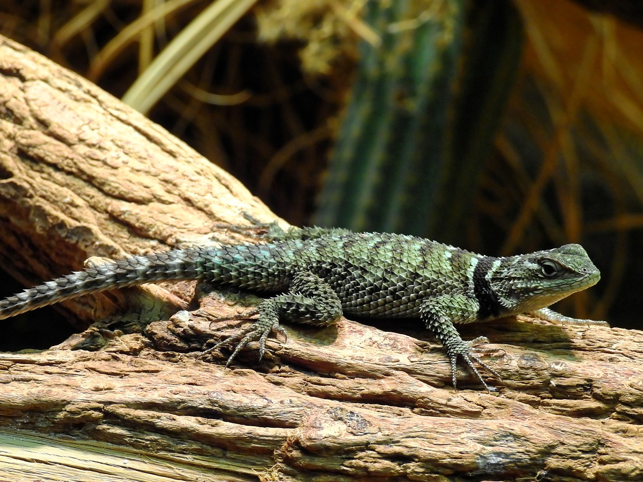 lizard reptile animal free photo