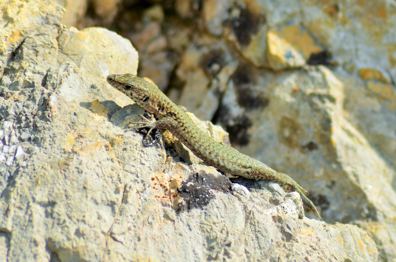 lizard reptile animals free photo