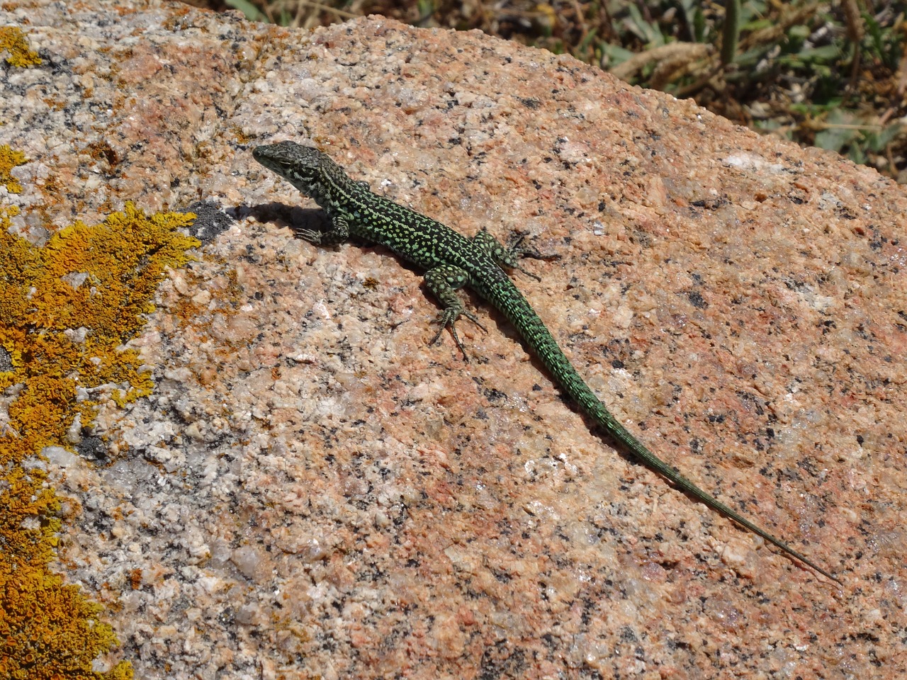 lizard green reptiles free photo