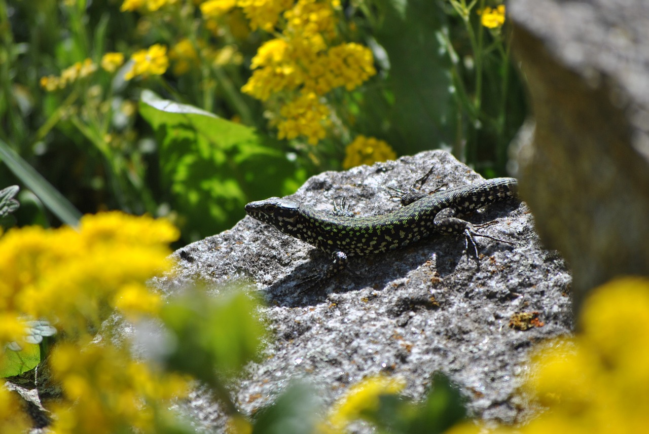 lizard stone free pictures free photo