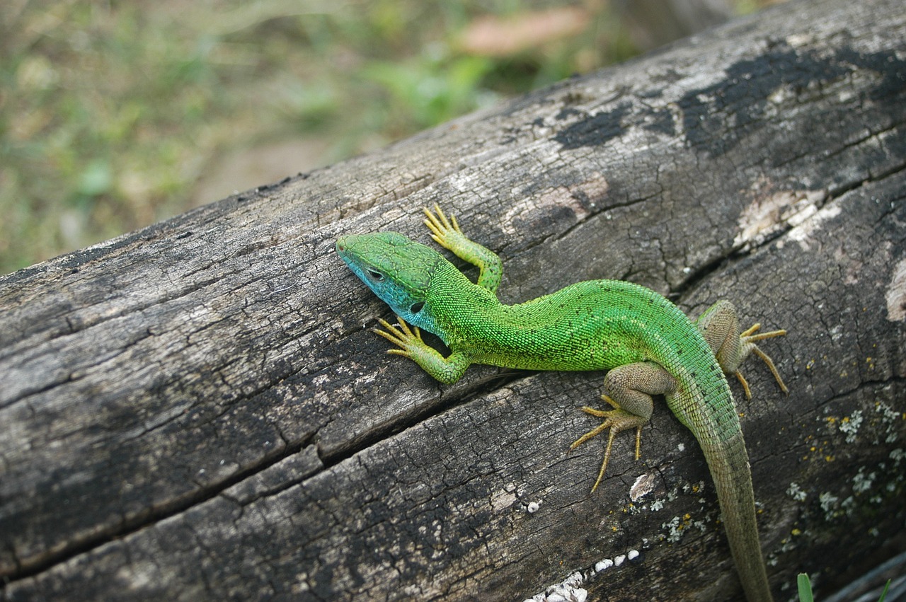 lizard green nature free photo