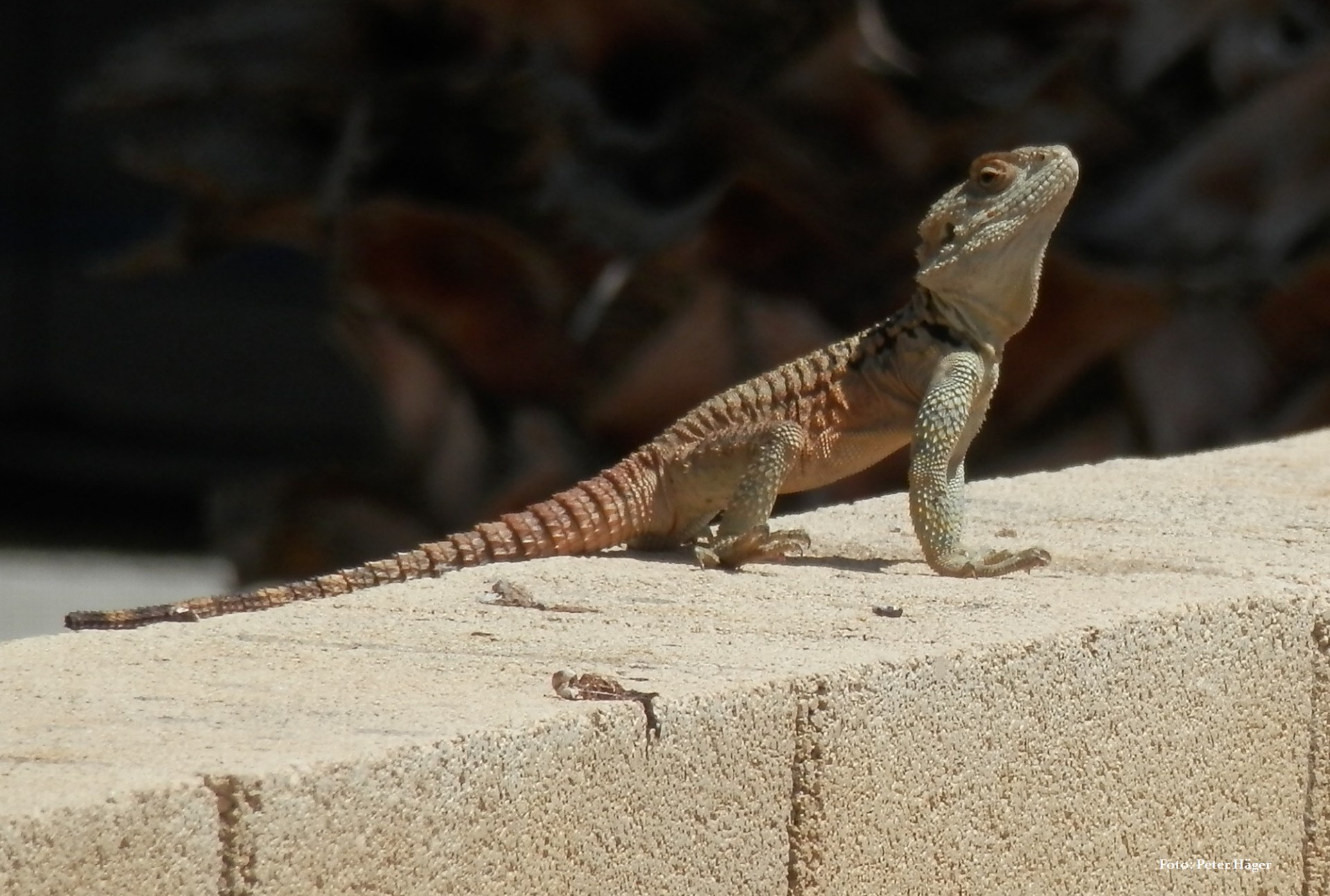 cyprus lizards reptile free photo