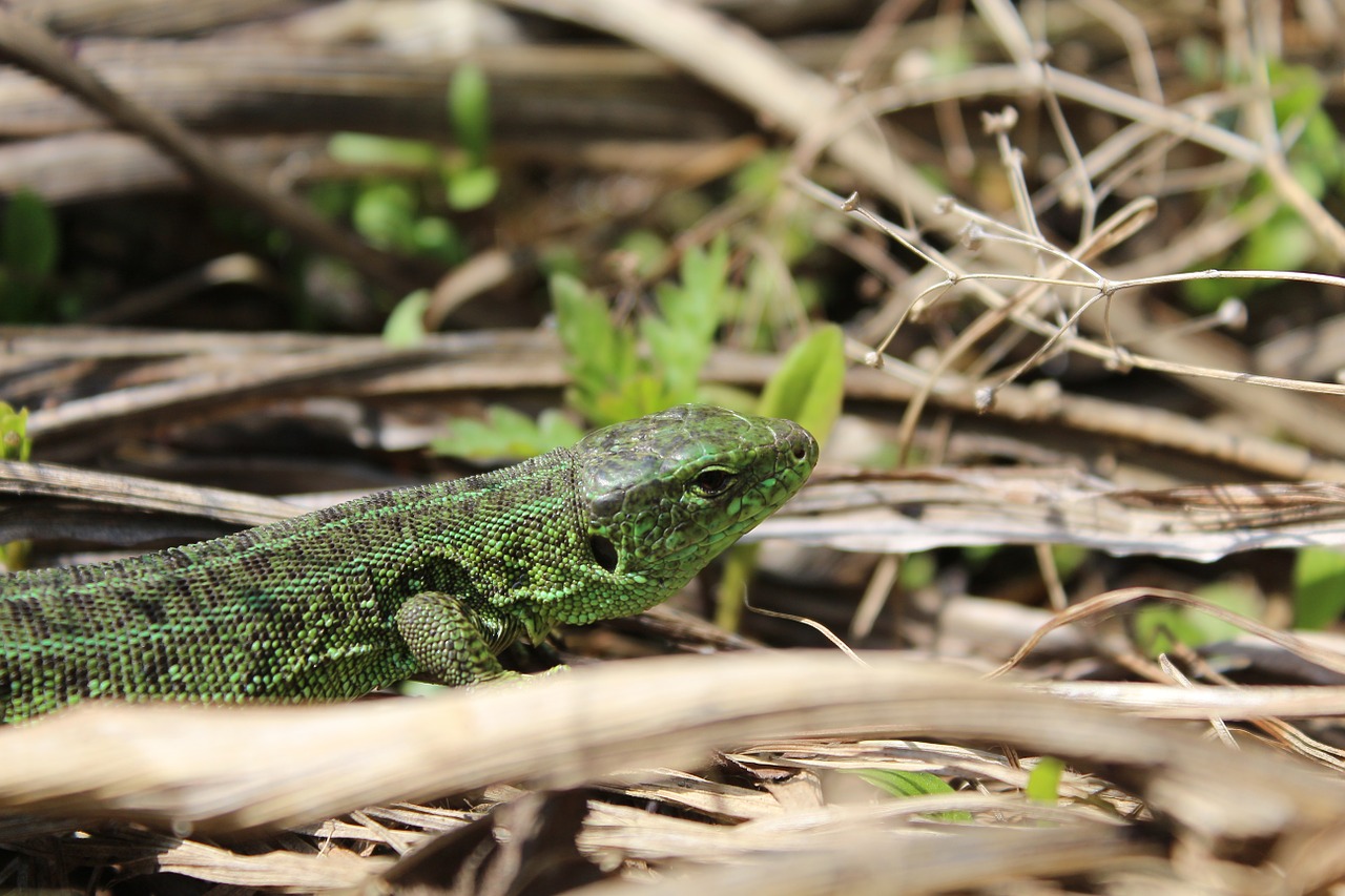 lizard krupnyj plan nature free photo