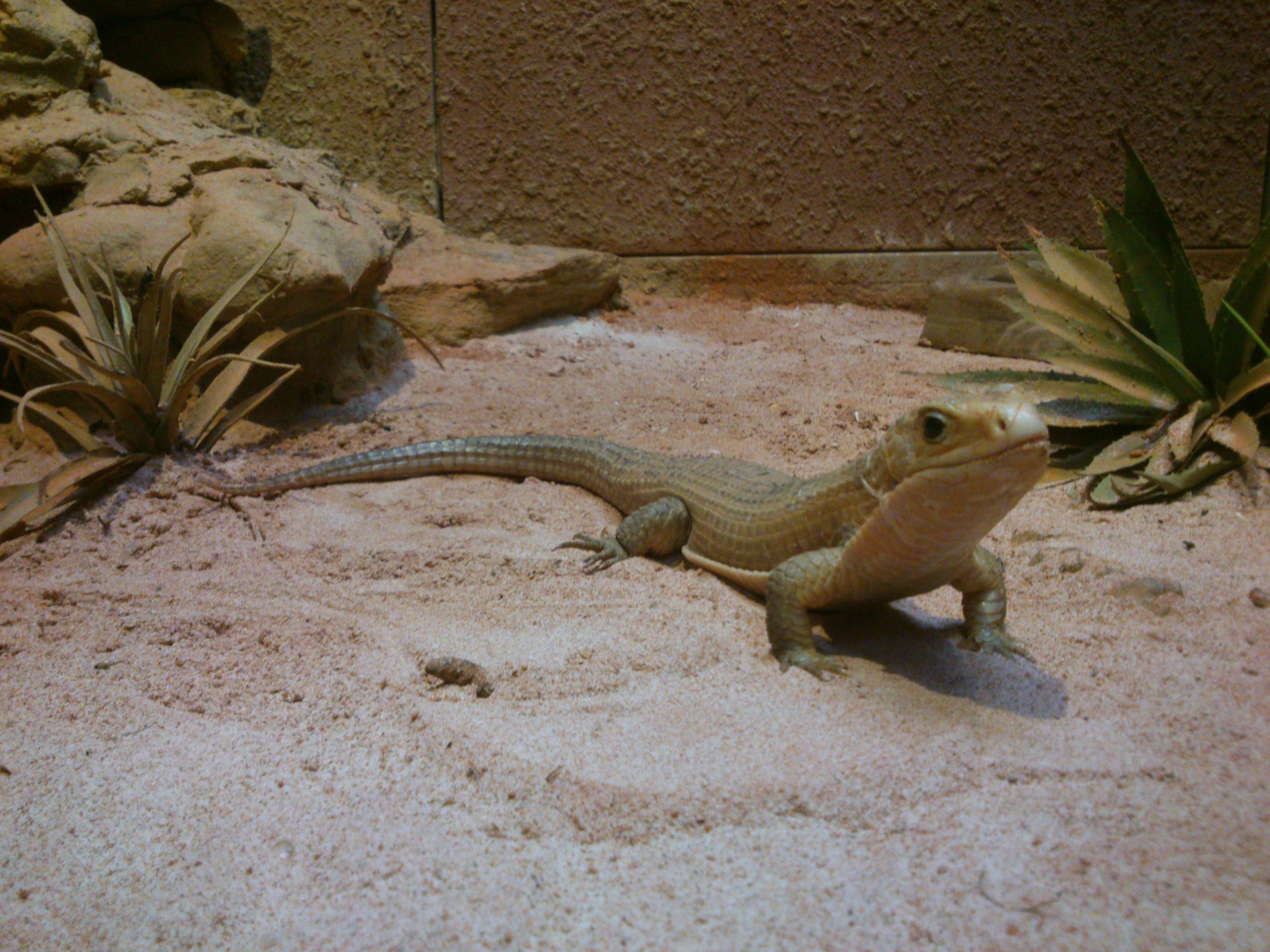 lizard animal lizard free photo