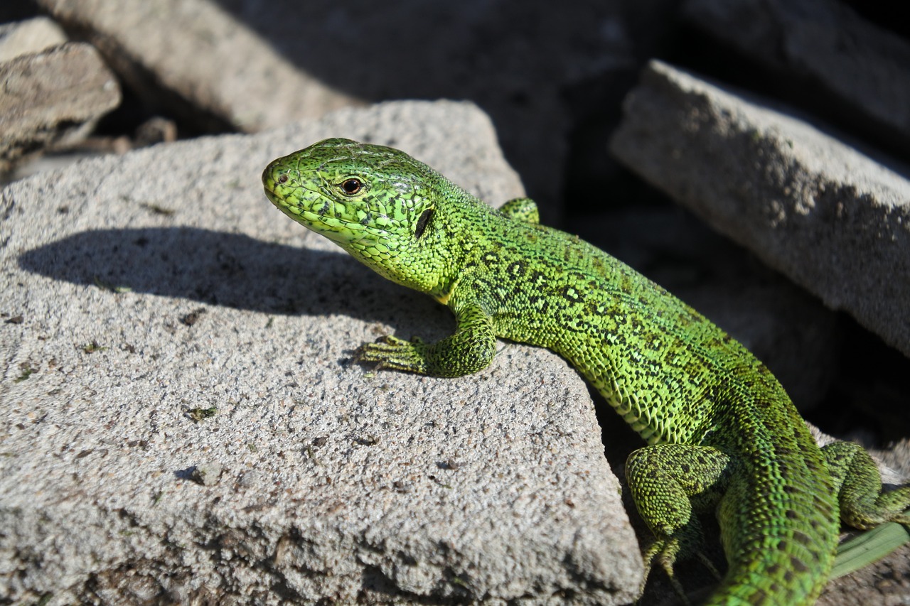 lizard nature reptile free photo