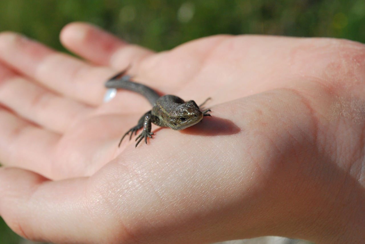 lizard hand animal free photo