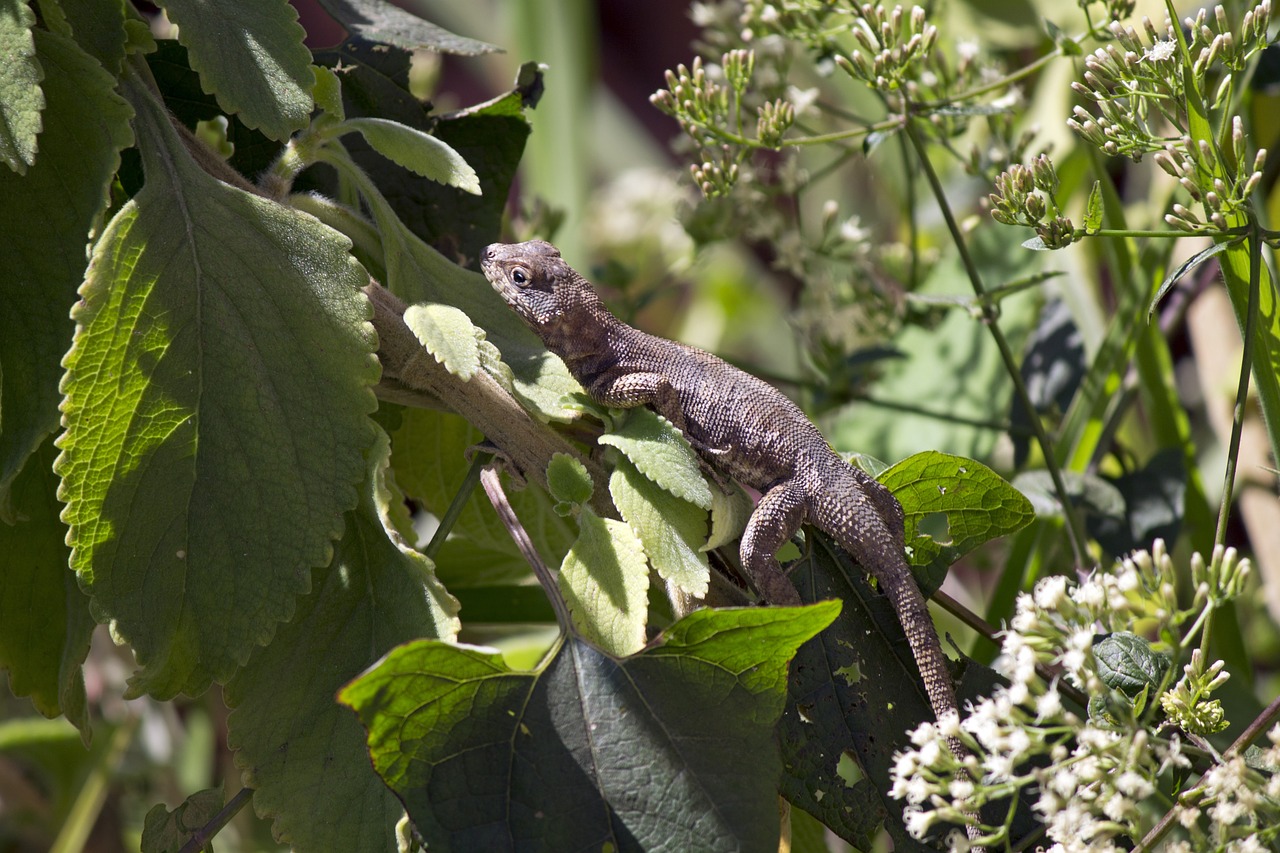 lizard leaves nature free photo