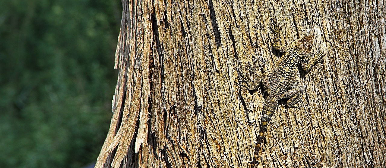 lizard camouflage bark free photo