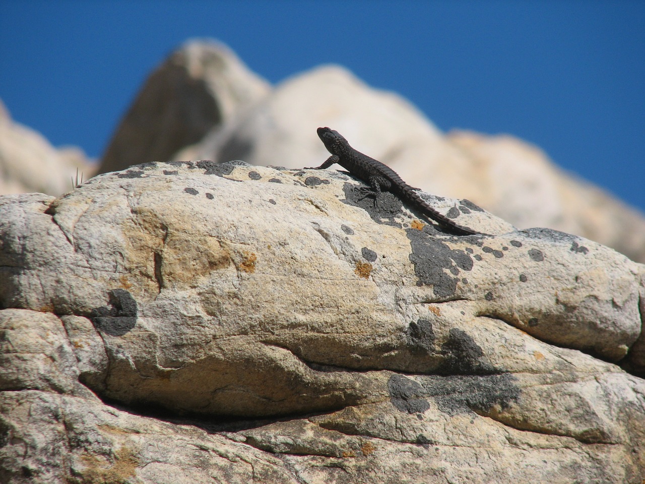 lizard reptile south africa free photo