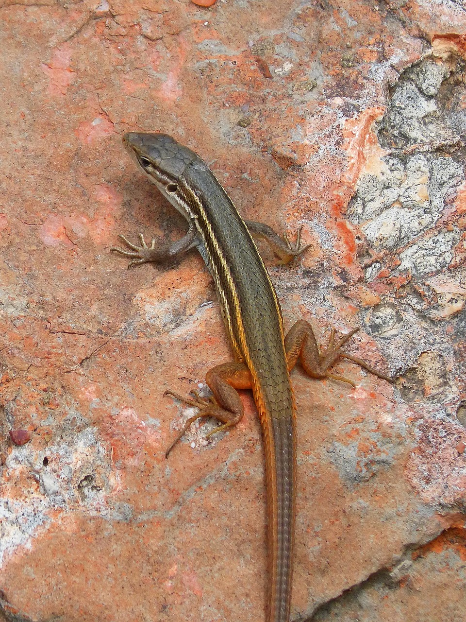 lizard sargantana rock free photo