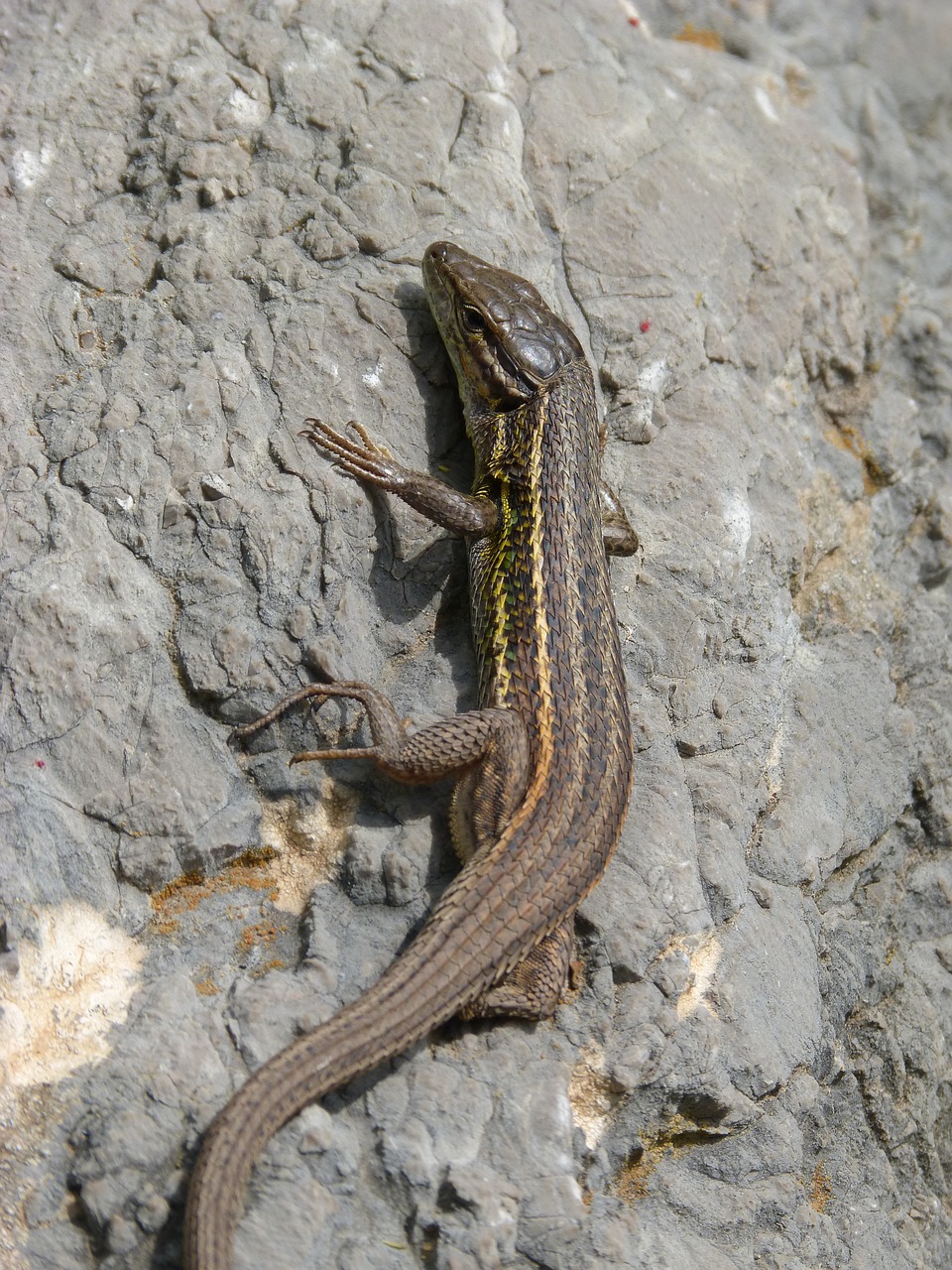 lizard sargantana scales free photo