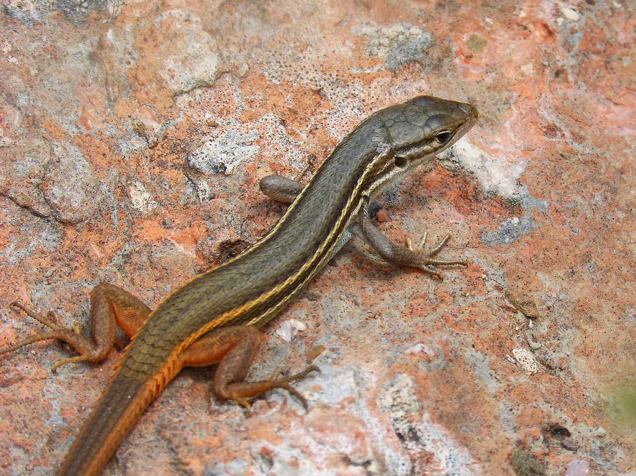 lizard sargantana scales free photo