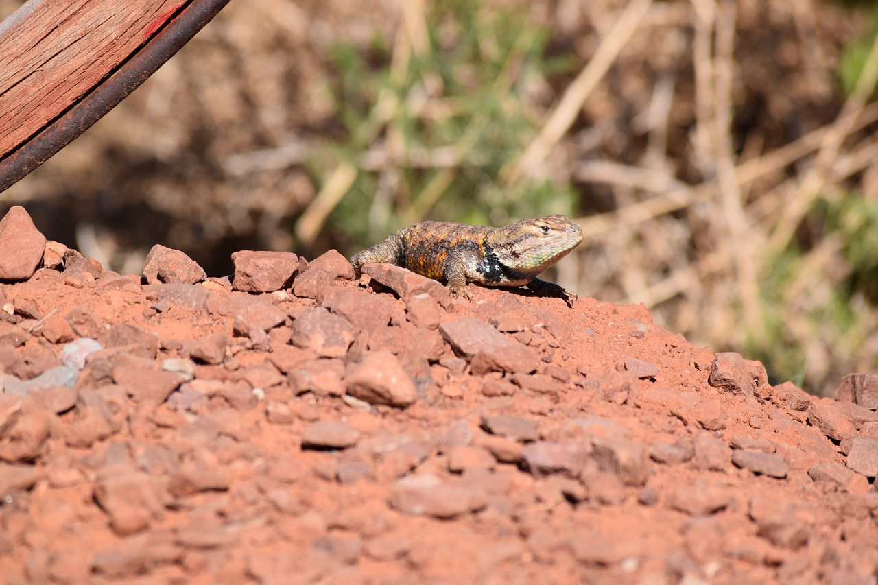 lizard utah desert nature free photo