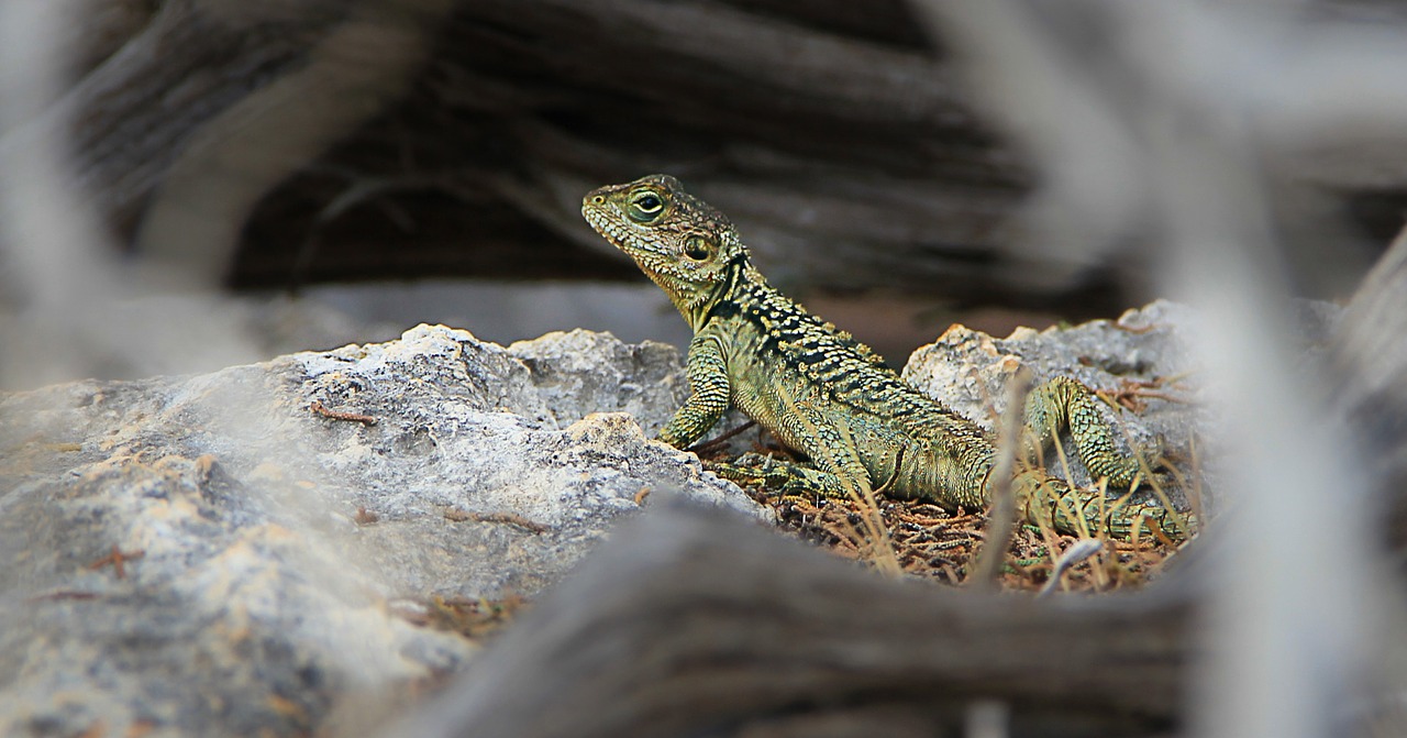 lizard cyprus reptile free photo