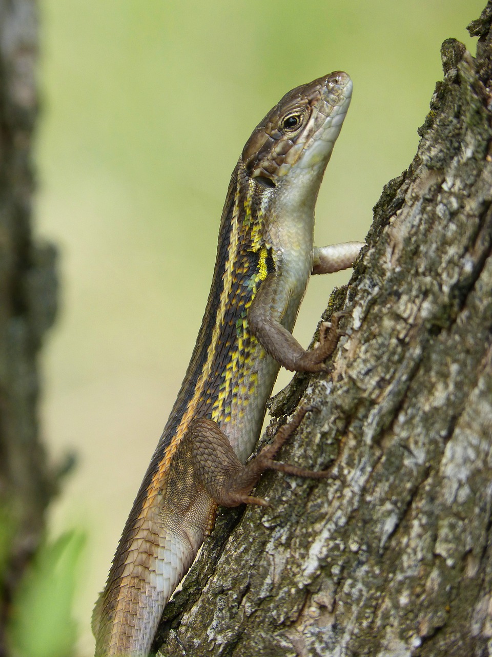 lizard sargantana trunk free photo