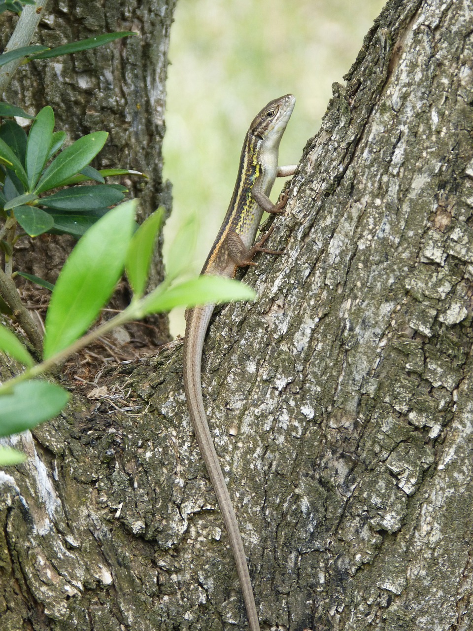 lizard sargantana trunk free photo