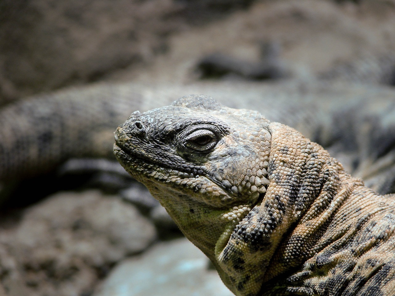 lizard scales eye free photo