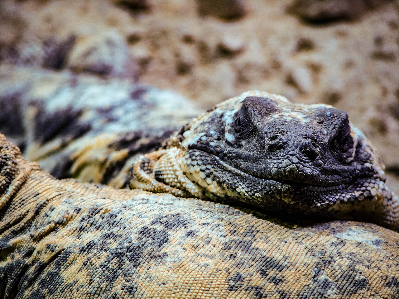 lizard scales eye free photo