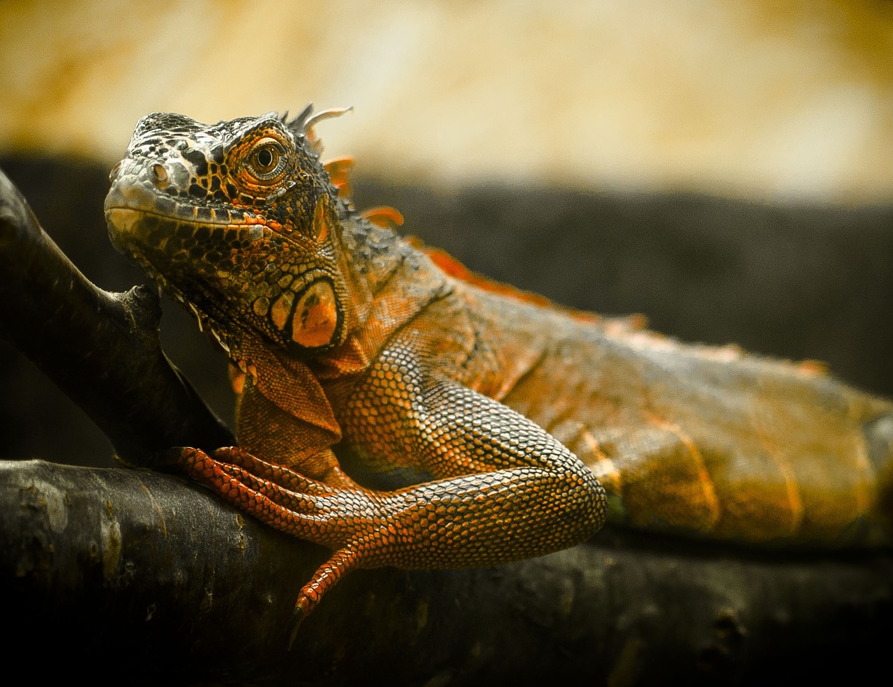 lizard zoo iguana free photo