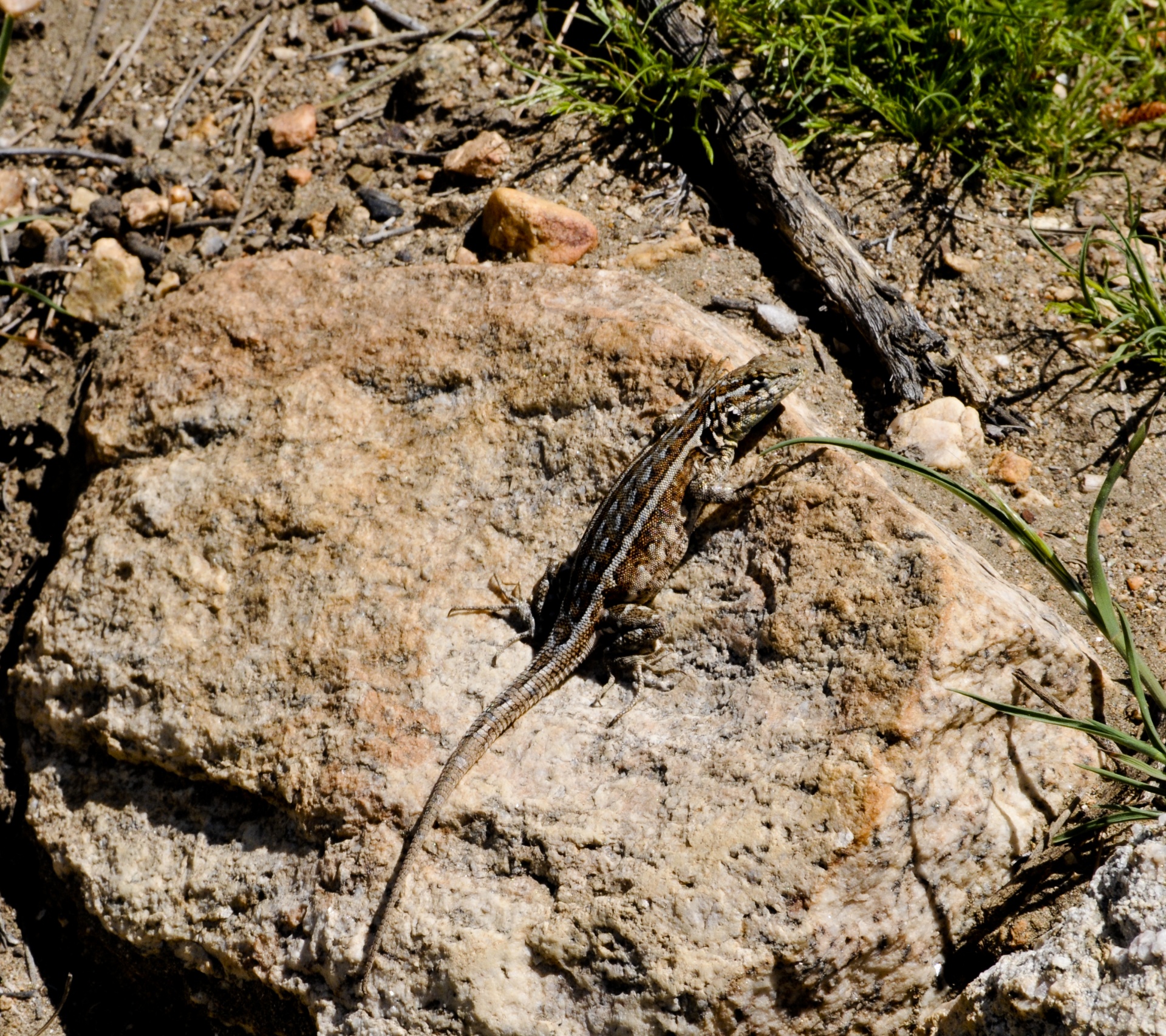 lizard reptile desert free photo